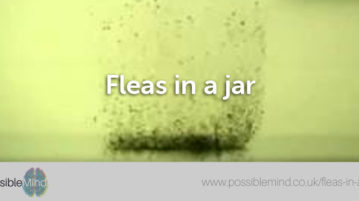 Fleas in a Jar